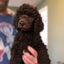 Poodle Puppies from Cadeau Standard Poodles