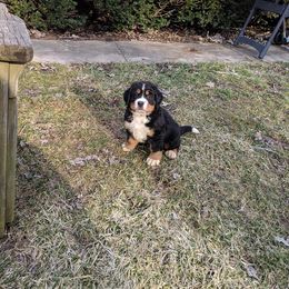 Bernese Mountain Dog Puppies from Zarah's Bernese Mountain Dogs