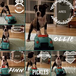 Boston Terrier Puppies from Angie's Little Bostons