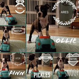 Boston Terrier Puppies from Angie's Little Bostons