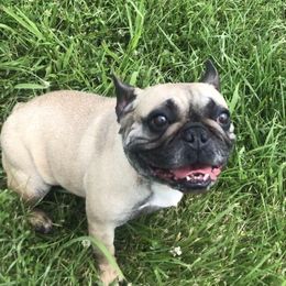 Olive  - French Bulldog