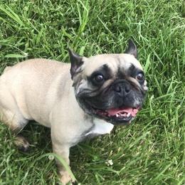 Olive  - French Bulldog