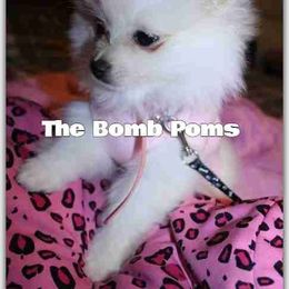 Pomeranian Puppies from The Bomb Poms