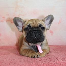 French Bulldog Puppies from Sweetheart Frenchies
