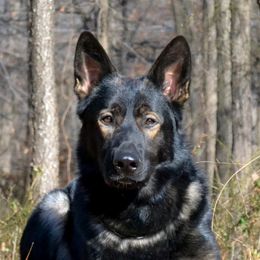 Aiko - German Shepherd
