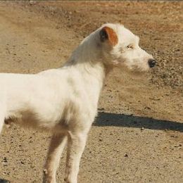 Lasher - Jack Russell Terrier