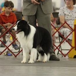 Border Collie All Grown Up from Bon-Clyde Border Collies