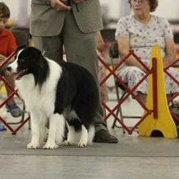 Border Collie All Grown Up from Bon-Clyde Border Collies