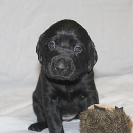 Labrador Retriever Puppies from Deep Hollow Labrador Retrievers