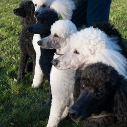 Poodle All Grown Up from Starfleet Poodles