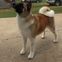 Akita All Grown Up from Shinto Akitas