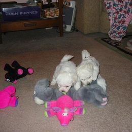 Bichon Frise Puppies from Destiny Bichons