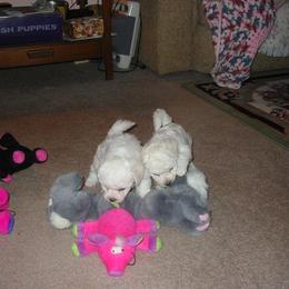 Bichon Frise Puppies from Destiny Bichons