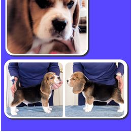 Beagle Puppies from Everwind Beagles