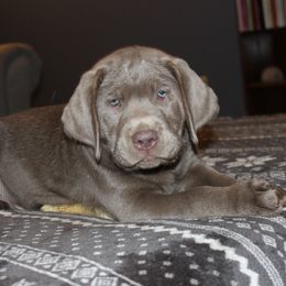 Labrador Retriever Puppies from KMC Gun Dogs