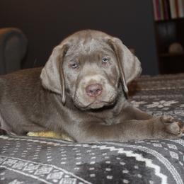 Labrador Retriever Puppies from KMC Gun Dogs