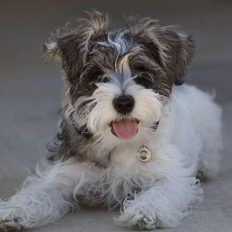 Miniature Schnauzer Puppies from Circle R Ranch