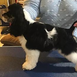 Cocker Spaniel Puppies from Gold-Coast Cockers