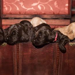 Australian Labradoodle Puppies from Prestige Australian Labradoodles