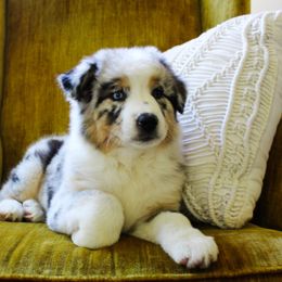Australian Shepherd Puppies from Wilso Australian Shepherds