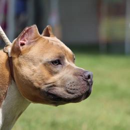 Rhodie - American Staffordshire Terrier