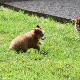 Toy Australian Shepherd Puppies from Double M Toy and Mini Aussies