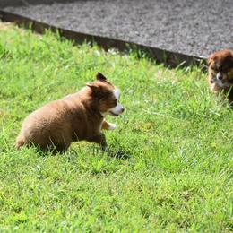 Toy Australian Shepherd Puppies from Double M Toy and Mini Aussies