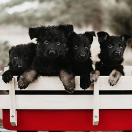 German Shepherd Puppies from Meaurroway Opessa Shepherds