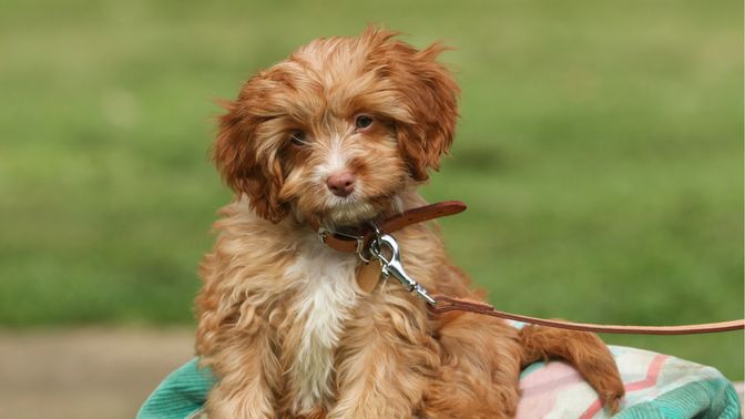 Cavapoo