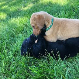 Rocky Ridge Labradors breeder of Labrador Retriever