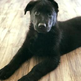 German Shepherd Puppies from Sonnenhügel Shepherds
