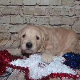 Bernedoodle and Goldendoodle Puppies from O'Dells Doodles