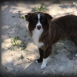 FDR Livin on Faith - Miniature Australian Shepherd