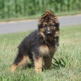  Puppies from Bergerhaus German Shepherds