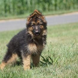  Puppies from Bergerhaus German Shepherds