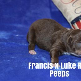 Miniature American Shepherd Puppies from MarLoWin Miniature American Shepherds