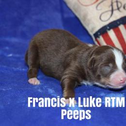 Miniature American Shepherd Puppies from MarLoWin Miniature American Shepherds