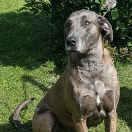 Andrea - Great Dane