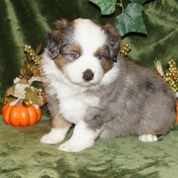 Miniature American Shepherd, Miniature Australian Shepherd, and Toy Australian Shepherd Puppies from MercyMe Miniature American Shepherds