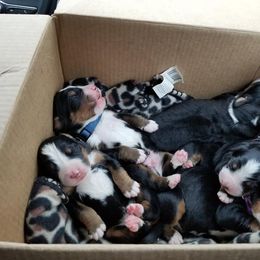 Bernese Mountain Dog Puppies from Zarah's Bernese Mountain Dogs
