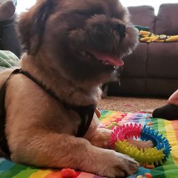 Shih Tzu Puppies from Jensen's Lil House of Demons