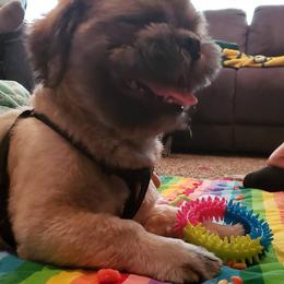 Shih Tzu Puppies from Jensen's Lil House of Demons