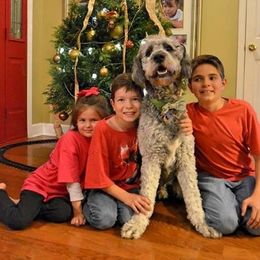 Bernedoodle and Goldendoodle All Grown Up from Jefferson Doodles