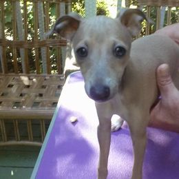 Italian Greyhound Puppies from Parris Italian Greyhounds