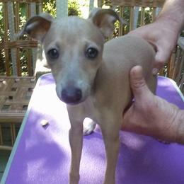 Italian Greyhound Puppies from Parris Italian Greyhounds