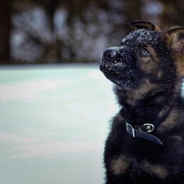 German Shepherd Puppies from Auf der Marquis German Shepherds