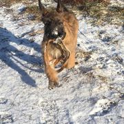 Belgian Laekenois Puppies from Chiens de Rafale