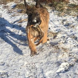 Belgian Laekenois Puppies from Chiens de Rafale