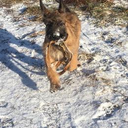 Belgian Laekenois Puppies from Chiens de Rafale