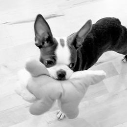 Boston Terrier Puppies from Angie's Little Bostons